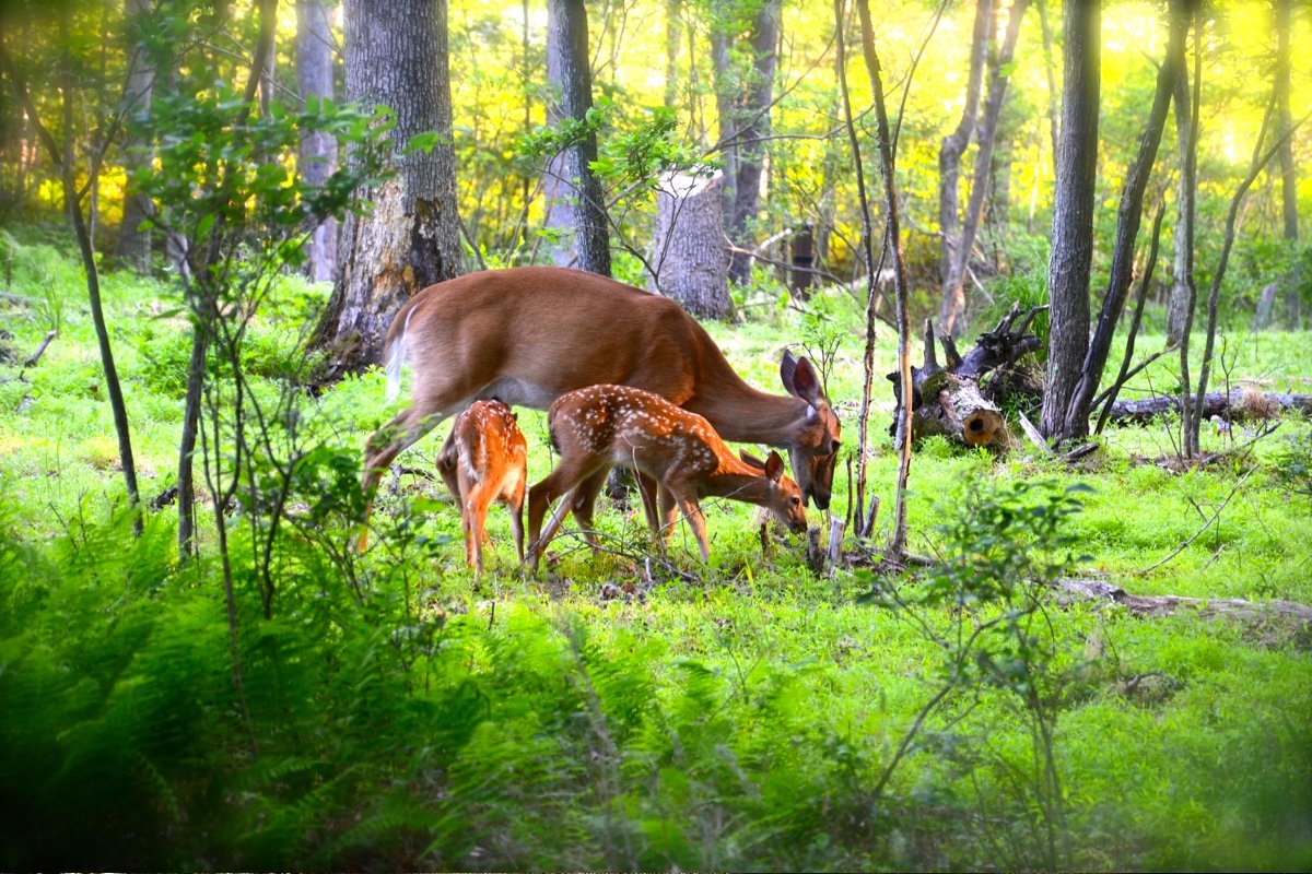 Woodloch a favorite Flip.to guest story from July